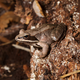 Illustration for article titled Wood Frog Mating Is A Wet, Competitive Orgy